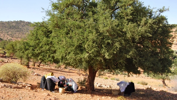 Seeds of Hope: Women, Argan, and the Cooperative Spirit of Morocco
